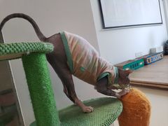 -猫在这儿猫咪咖啡馆·撸猫馆