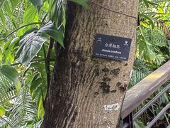 -深圳仙湖植物园