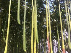 iphone_upload_pic-北戴河集发农业梦想王国