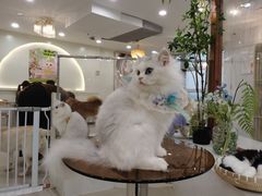 -共舞时光猫咖·狗咖(新街口店)