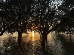 -宝安西湾红树林湿地公园