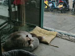 -喵屿·大理花园猫咖