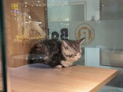 -BABIT巴比特宠物(MOMOPARK店)