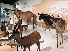 -陕西自然博物馆