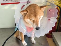 -瑞派·关忠动物医院·猫专科·犬专科(三环新城店)