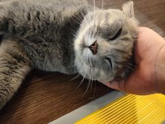-猫岛主趣味餐厅(鼓浪屿店)