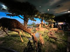 -国家自然博物馆