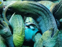 -太平洋海底世界