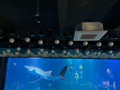 -烟台海昌鲸鲨海洋公园