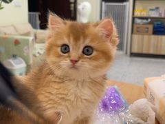 -柚子猫舍·精品猫舍购猫·猫咪认养·购宠·宠物店