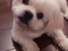 -翊宠yipet猫狗购宠庄园犬舍•猫舍