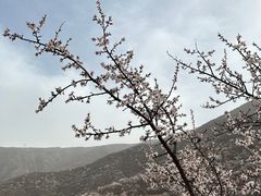 -老婆很芒榴莲千层蛋糕(丽泽桥店)