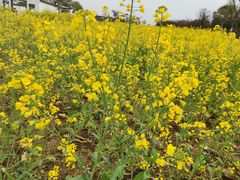 -武汉紫薇都市田园