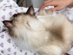 -安安宠医宠物医院·异宠·犬猫内科(岳阳分院)