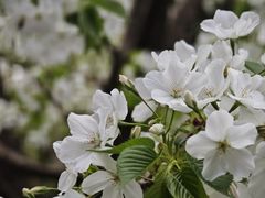 -食光全日制餐厅(绵阳首开喜来登酒店)
