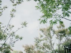-顾村公园