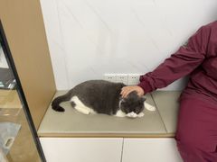 -瑞派康怡24h宠物医院·犬猫医疗中心·微创绝育(瑞景分院)