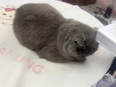 -FAELING PETS美天灵宠物(富力广场店)