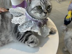 -怪兽屋·羊驼·猫咖·狗咖(俊华广场店)