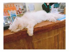 -猫色咖啡·猫咖