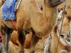 -亿利库布其七星湖沙漠生态旅游区