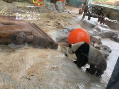-海南热带野生动植物园