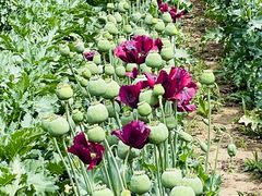 -国家植物园南园