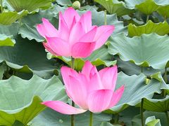 -莲花池公园