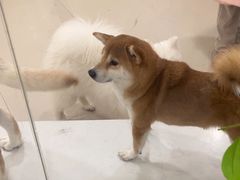-共舞时光猫咖·狗咖(新街口店)