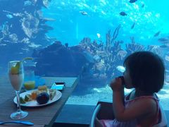 -海棠湾洲际-涛·海底餐厅·美人鱼·自助餐·海底隧道