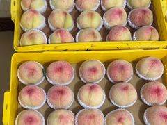 -老袁家蜜桃农场·阳山水蜜桃