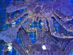-震海贝烤贝·民俗特色店(延吉总店)