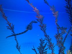 -上海海洋水族馆