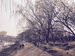 -桃花堤公园