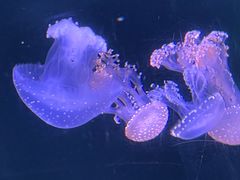 -欢乐海岸海洋奇梦馆