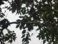 -秋霞圃