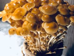 活体菌菇-麻路成都火锅(柏威年店)