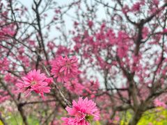 -南汇桃花村