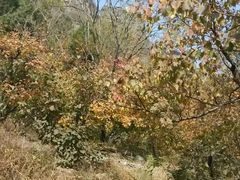 -香山公园