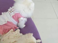 -怪兽屋·羊驼·猫咖·狗咖(俊华广场店)