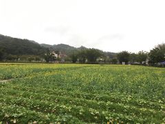 -红山村