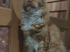 -MOCHA明星猫咖(田子坊店)