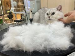 -momokira米努特·德文卷毛猫·棉花面纱犬