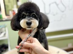 -鑫艺宠物美容培训学校