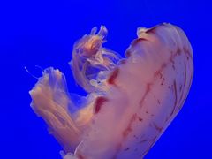 -上海海洋水族馆