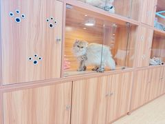 -猫十亿·布偶金渐层·曼基康矮脚猫舍(青年路店)