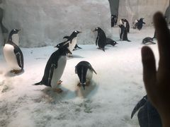 -大连圣亚海洋世界