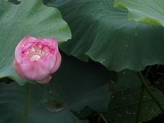 -荷塘月色湿地公园·向阳花洲