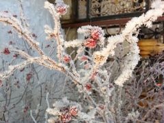 iphone_upload_pic-雾凇岛