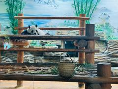 -西霞口神雕山野生动物世界